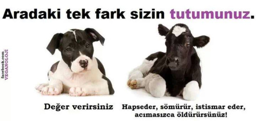 tek-fark-sizn